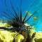 Lionfish
